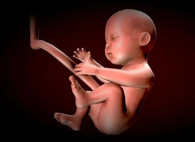 Human Fetus – Stages of fetal development Low-poly (PBR)