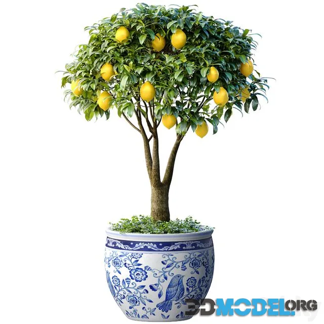 Lemon Tree in a potted flowerpot. Ornamental Citrus Indoor plant