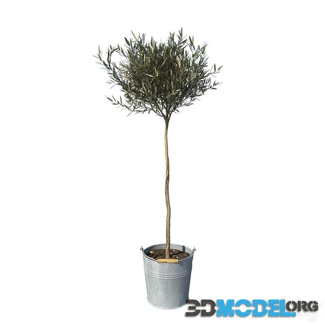 olive tree small