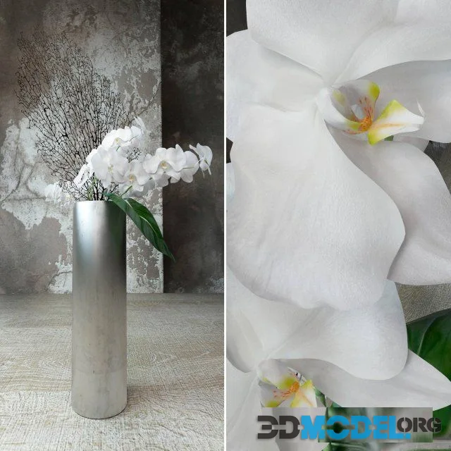 Orchids 15