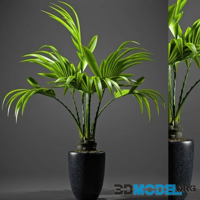 PALM PLANTS 51