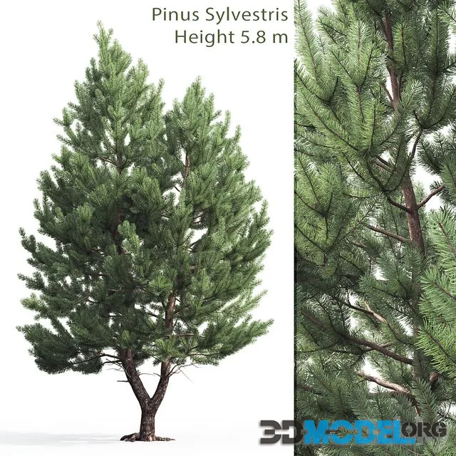 Pine 5.8 m high