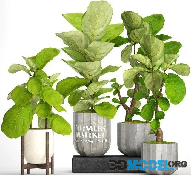 Plant set big ficus