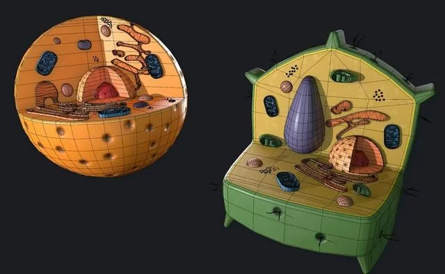 Plant and Animal Cells Low-poly (PBR)