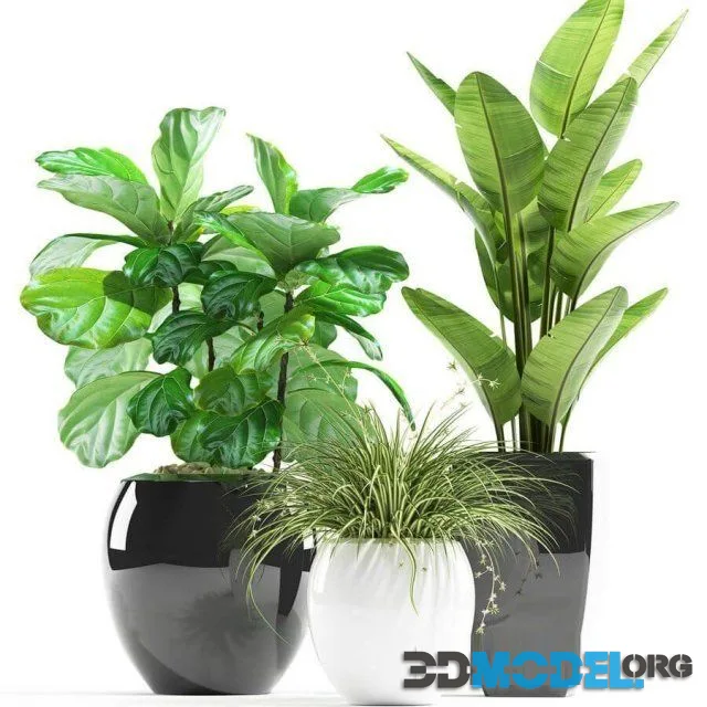 Plants 119