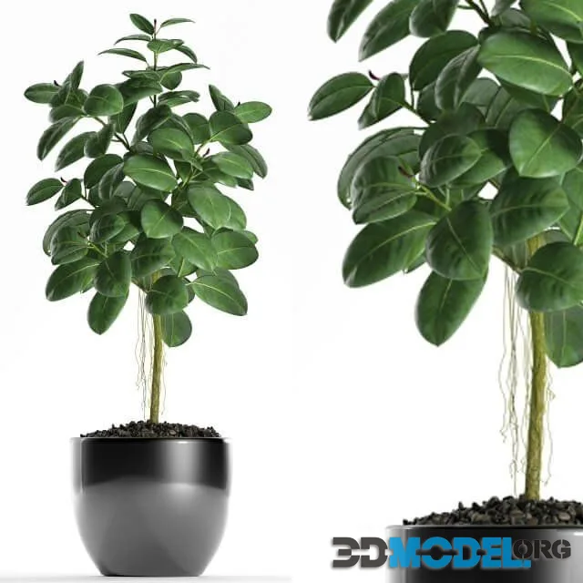 Plants 122