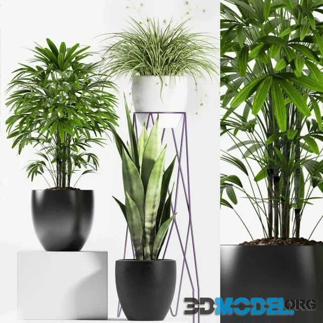 Plants 125