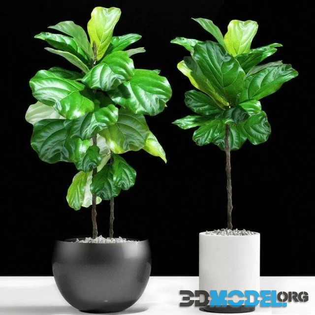 Plants 133