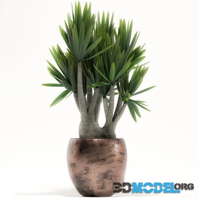 Plants 161