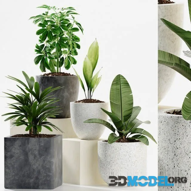 Plants 165