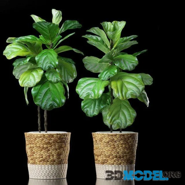 Plants 178