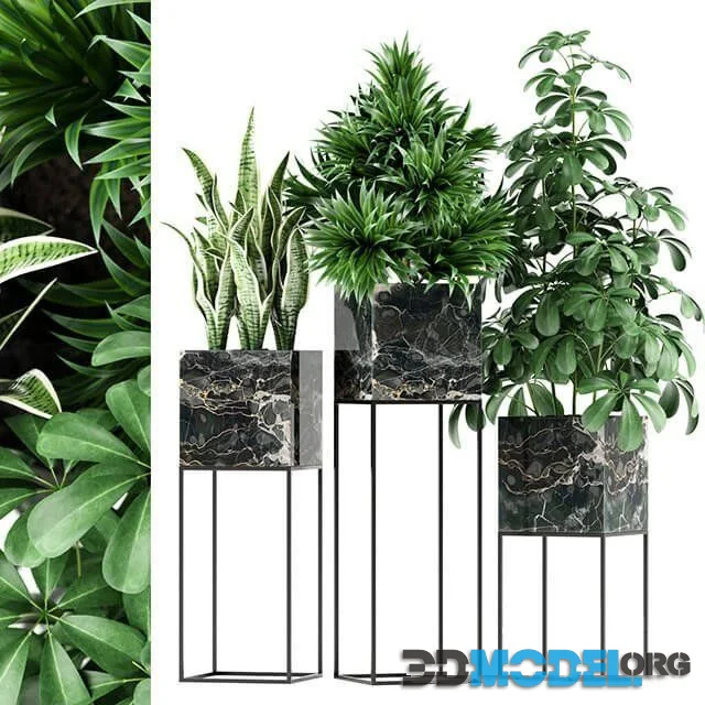 Plants 45