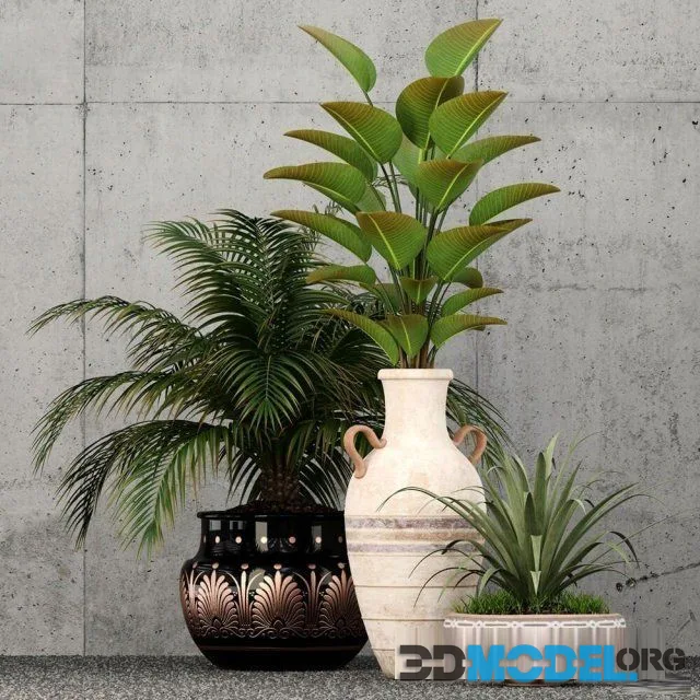 Plants collection 59