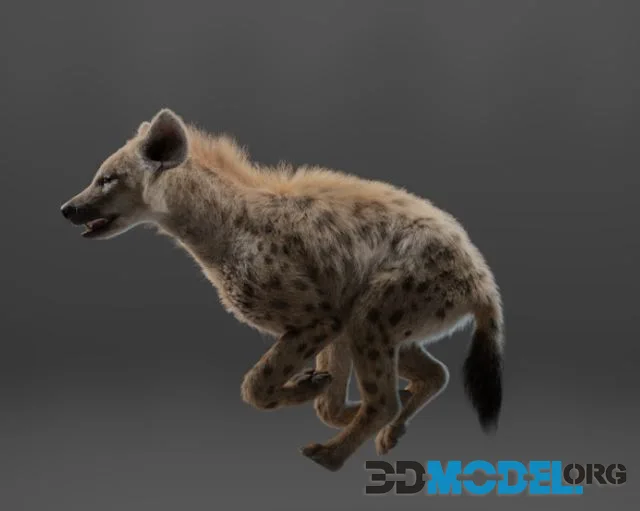 Spotted Hyena Animated (PBR)