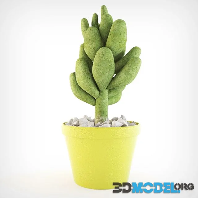 Succulents Stonecrop