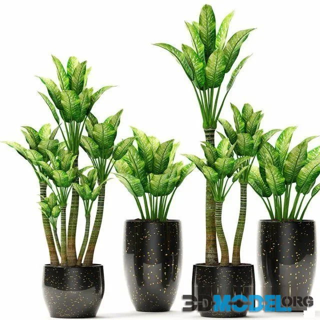 The collection of plants in pots 12
