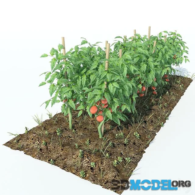 Tomato
