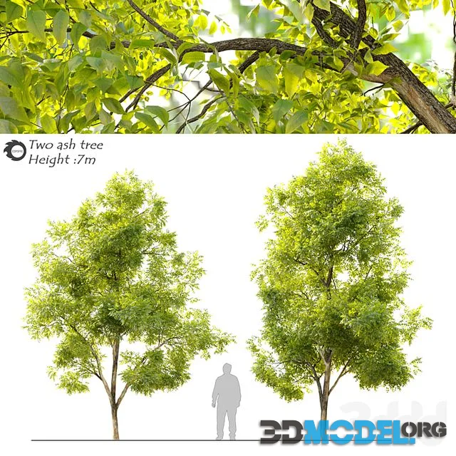 Two ash tree_2