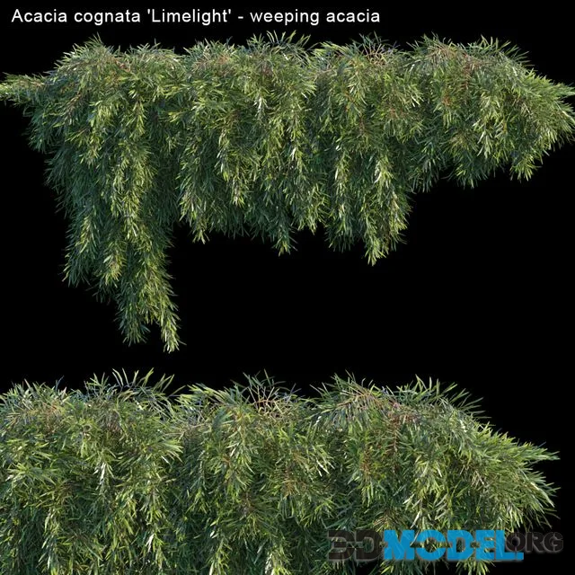 Acacia cognata Limelight - Weeping Acacia