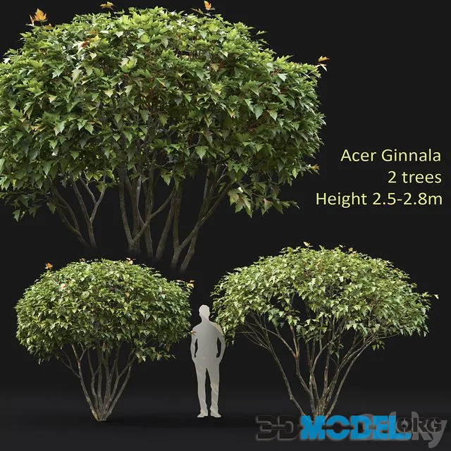 Acer Ginnala 2 trees