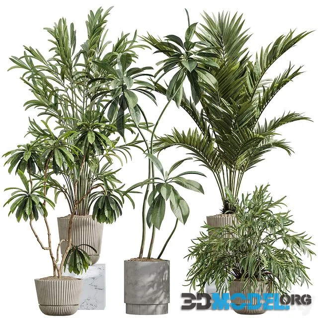 AV Indoor Plants Set 396 Dypsis Lutescens and Ficus Cyathistipula and Cyara Areca Palm