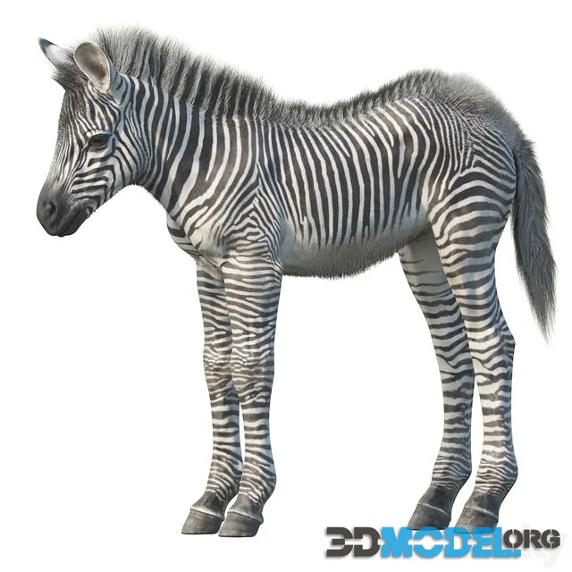 Baby zebra
