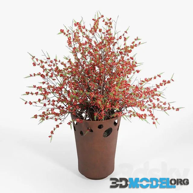 Chaenomeeles japoonica