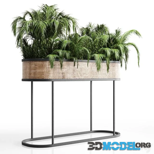 collection Indoor plant palm 40-bax wood vase
