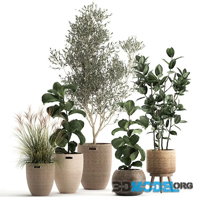 Collection of Plants in Baskets with Indoor Olive Tree