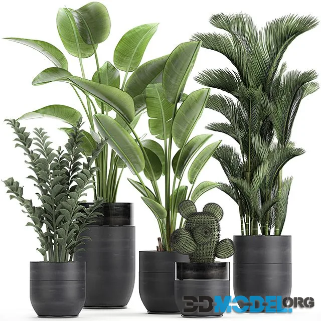 Collection of plants in black pots with Strelitzia, banana, dipsis, palm, cactus, Zamiokulkas. Set 724