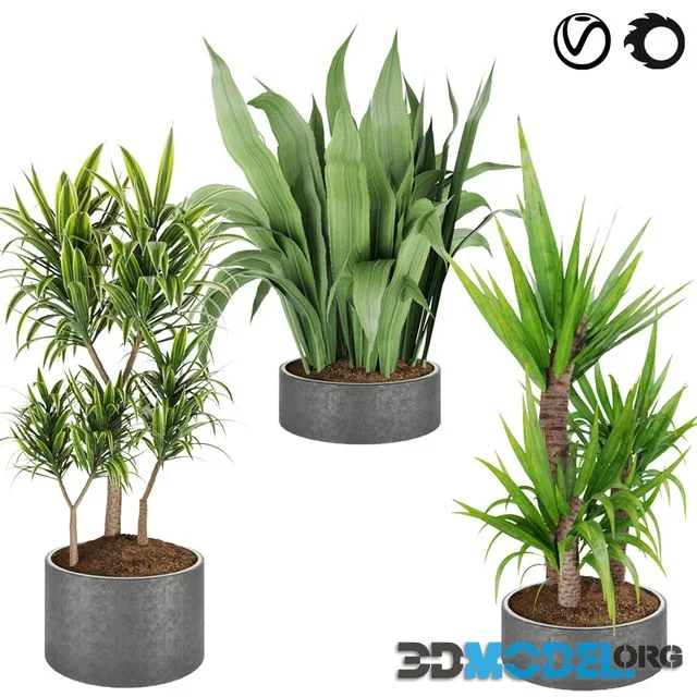 Collection plant vol 6