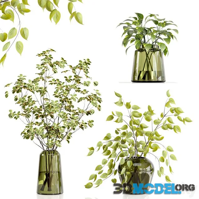 Decorative Plants 18