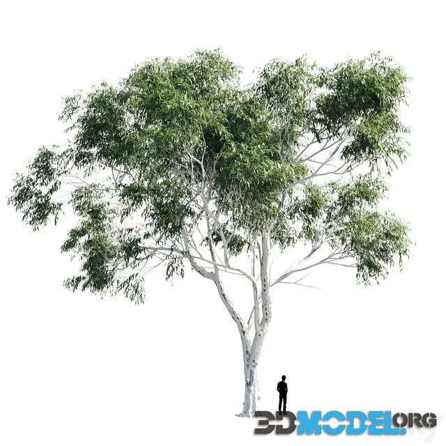 Eucalyptus 8