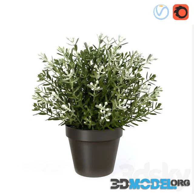 Fake Thyme