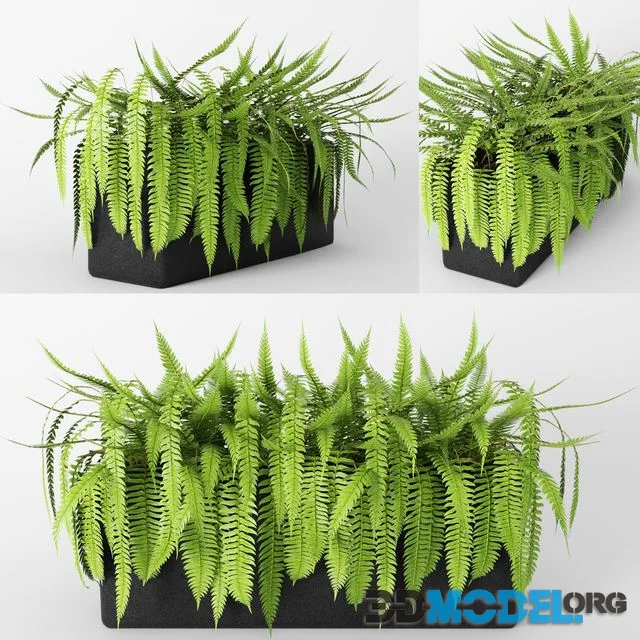 Fern.fern, flower, pot, bush, flowerpot, flower bed
