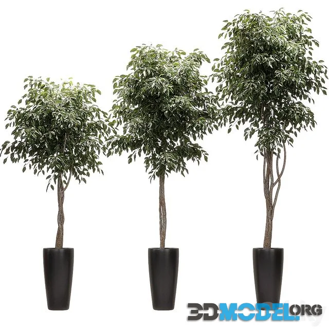 Ficus Benjamin Nitida on a bole. 3 models
