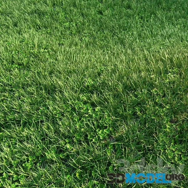 Grass 01
