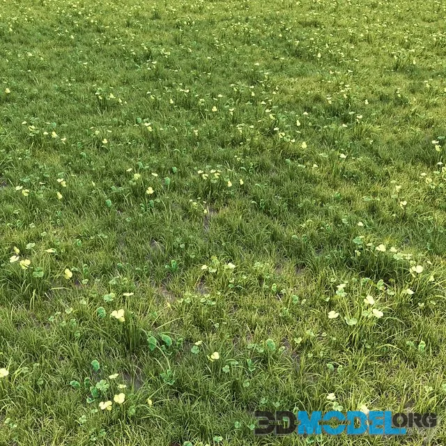 grass for lanscape 06