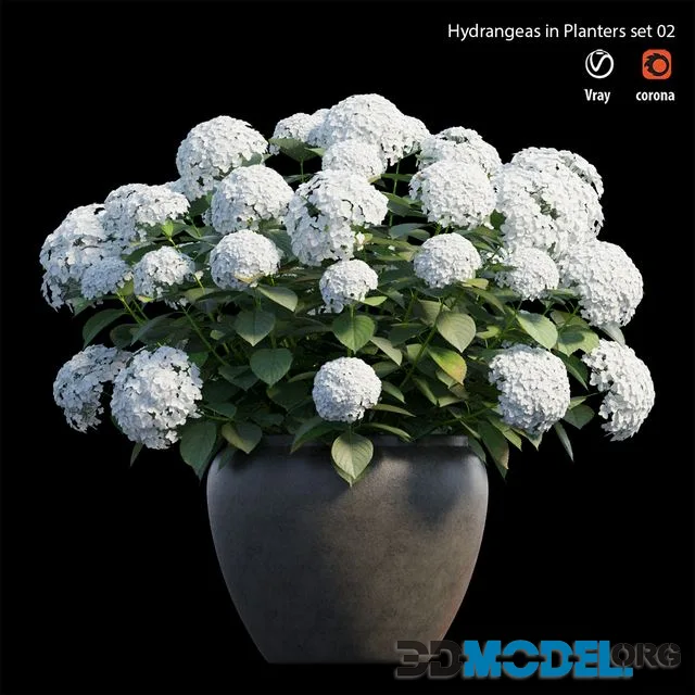 Hydrangea in planters set 02