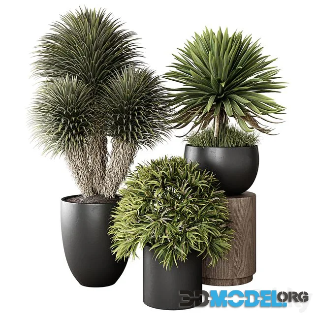 Indoor Plant 03