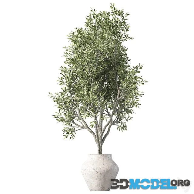 Olive Tree Plant Indoor Set.230