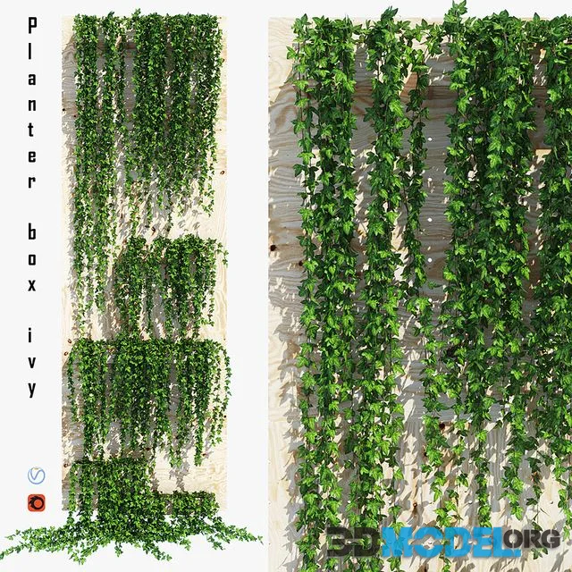 Planter box ivy