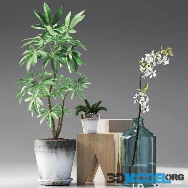 Plants 187