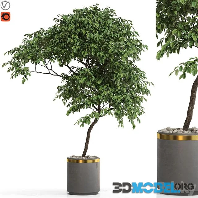 Plants collection 700