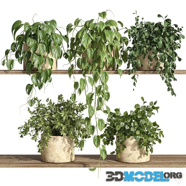 Plants on Shelf 32