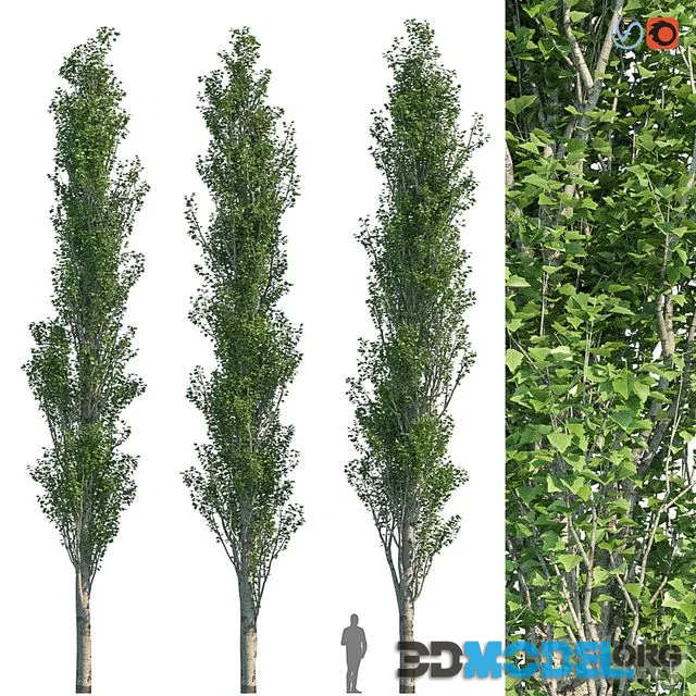 Poplar Pyramidal 15m Summer