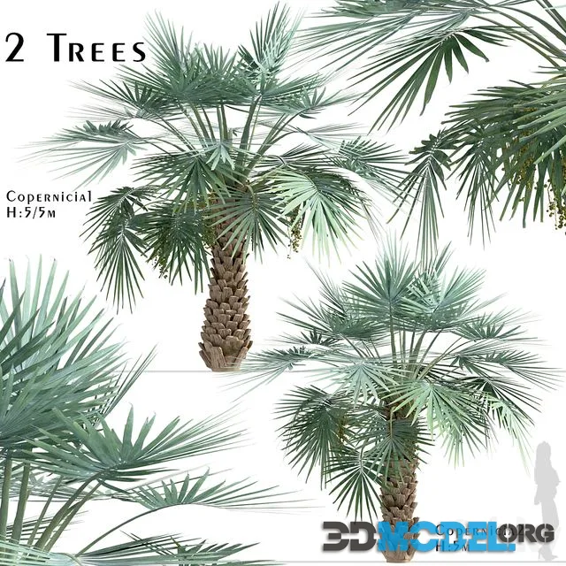 Set of Copernicia Palm Trees (Carnaubeira) (2 Trees)
