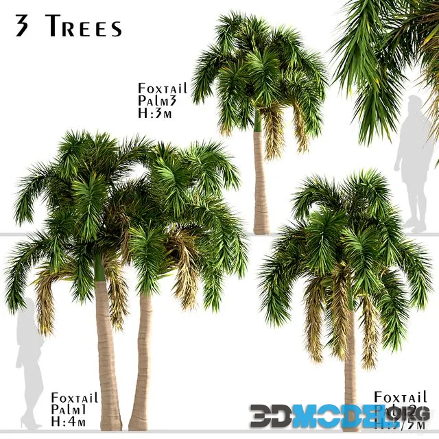 Set of Foxtail Palm Trees (Wodyetia Bifurcata) (3 Trees)