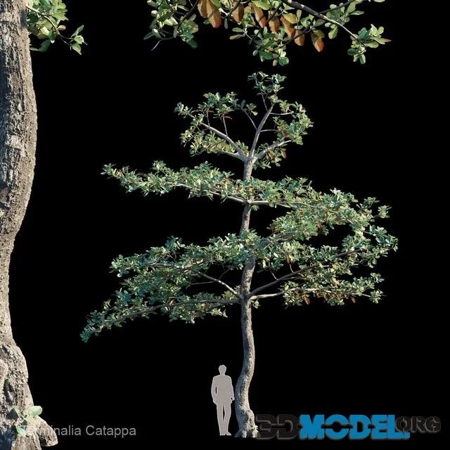 Terminalia catappa