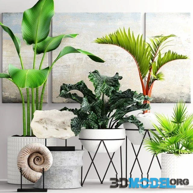 The collection of plants in pots 15